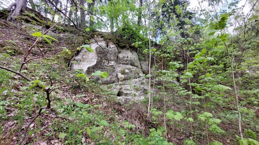 Orjakivi paljand, lähivaade. 2025, mai. Foto R.V