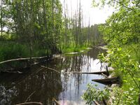 Aitsra veski paisjärve ase 2009. a. Foto: R.V.Veskivaramu